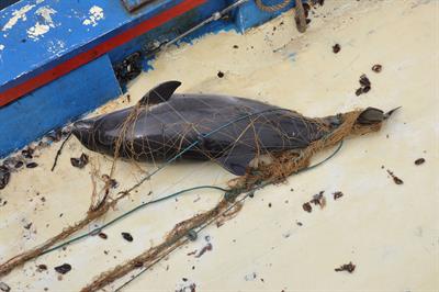 Assessment of the bycatch level for the Black Sea harbour porpoise in the light of new data on population abundance